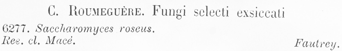 Saccharomyces roseus image