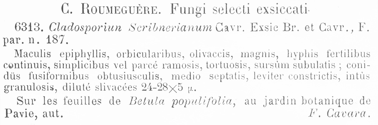 Fusicladium scribnerianum image