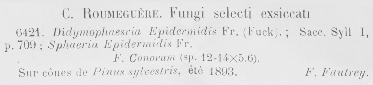 Didymosphaeria epidermidis f. conorum image