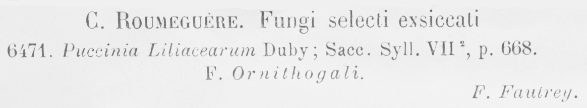 Puccinia liliacearum f. ornithogali image