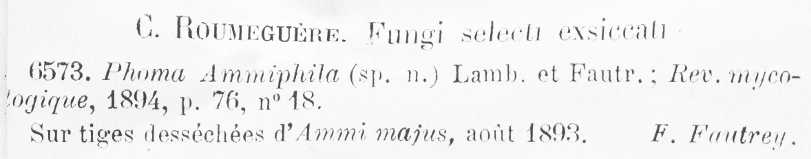 Phoma ammiphila image