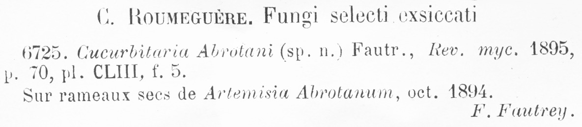 Cucurbitaria abrotani image