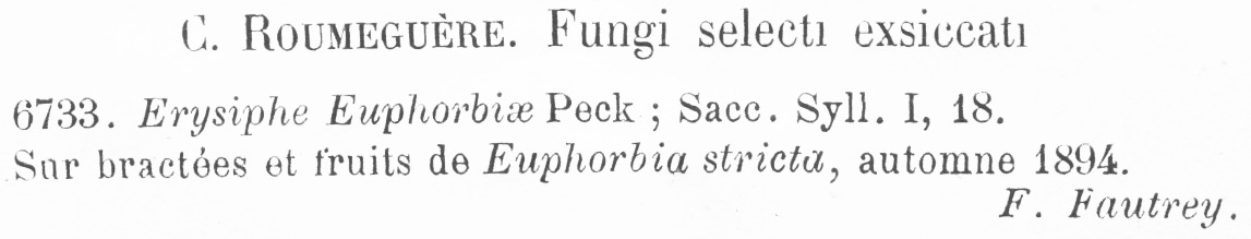 Erysiphe euphorbiae image