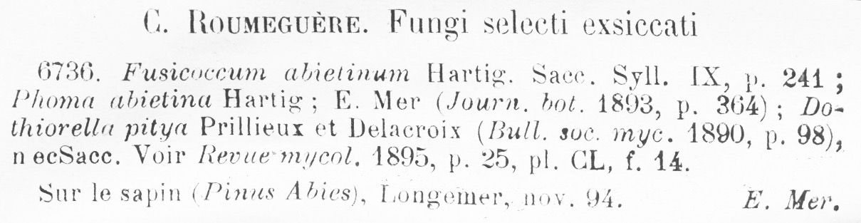 Fusicoccum abietinum image