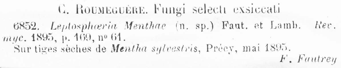 Leptosphaeria menthae image