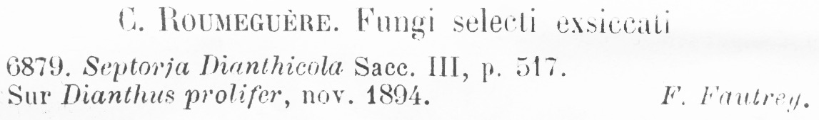 Septoria dianthicola image