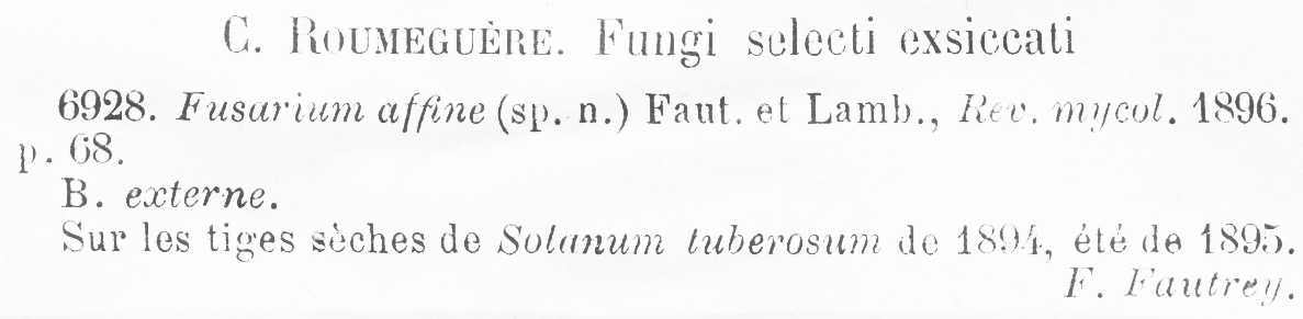 Fusarium affine image