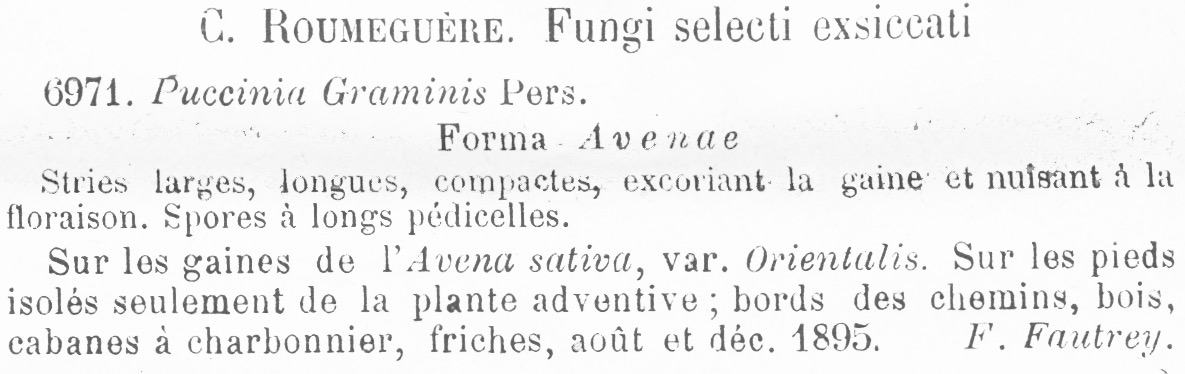 Puccinia graminis f. avenae image