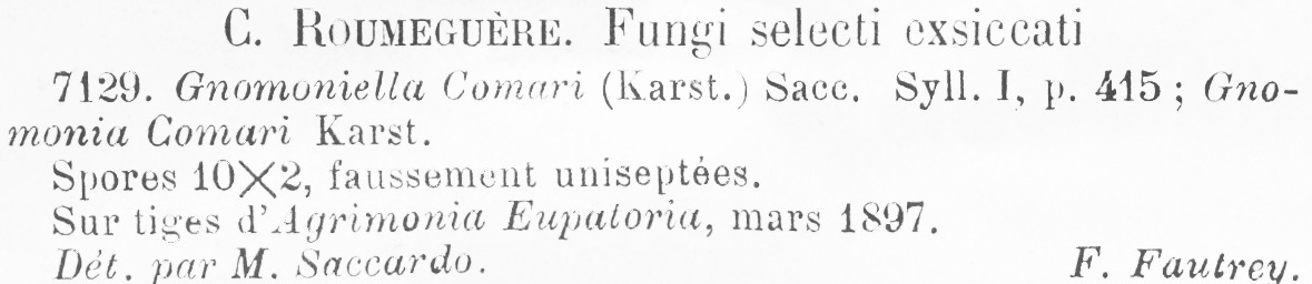 Gnomonia comari image
