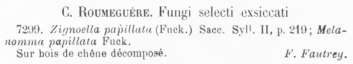 Zignoëlla papillata image