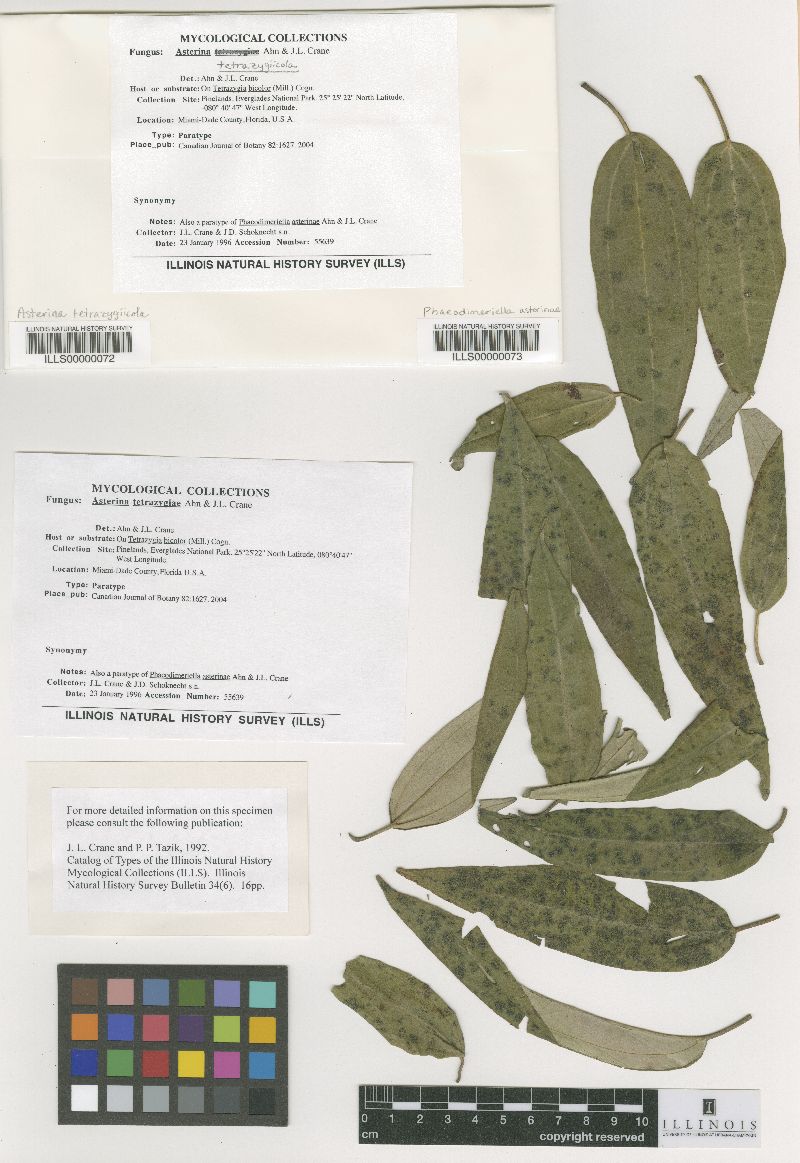 Phaeodimeriella asterinae image