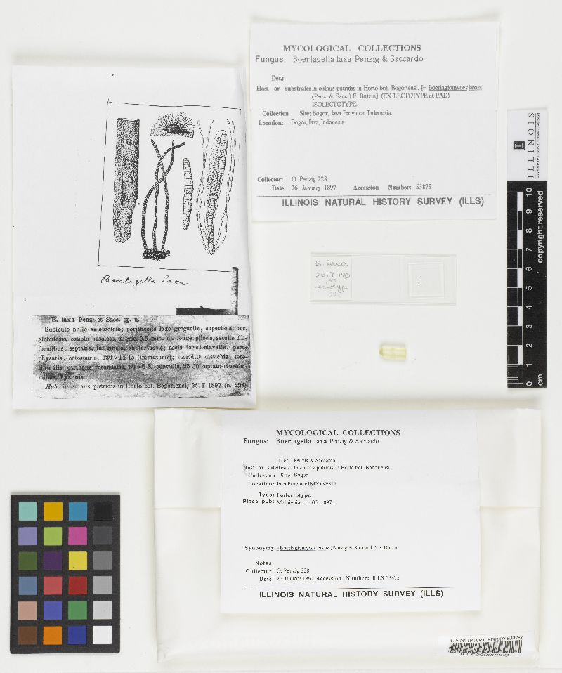 Boerlagiomyces laxus image