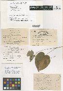 Colletotrichum coccodes image