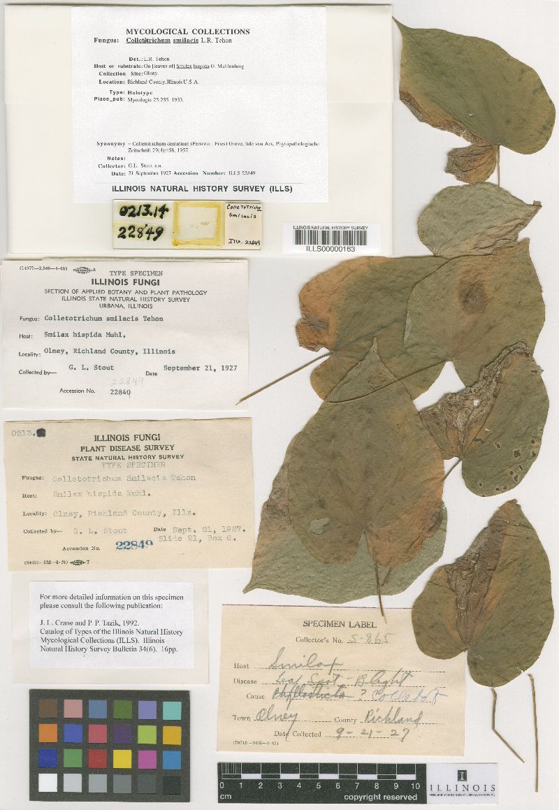 Colletotrichum smilacis image