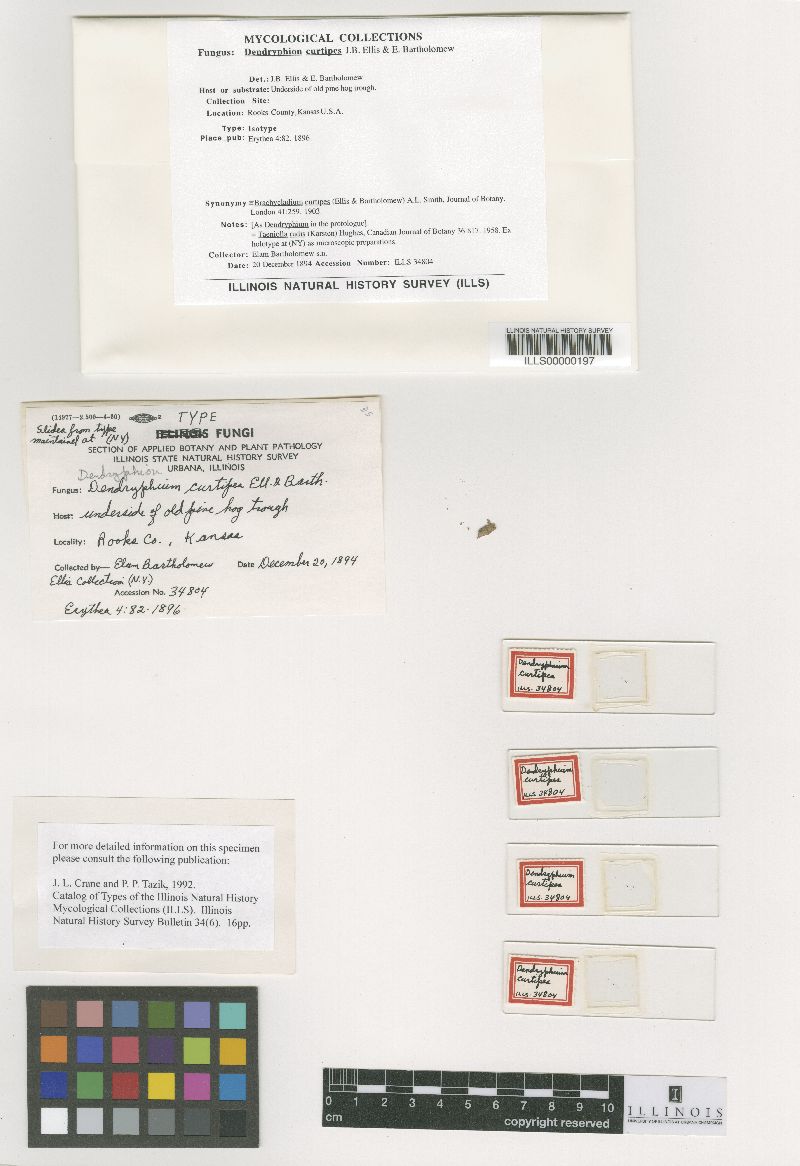 Dendryphion curtipes image