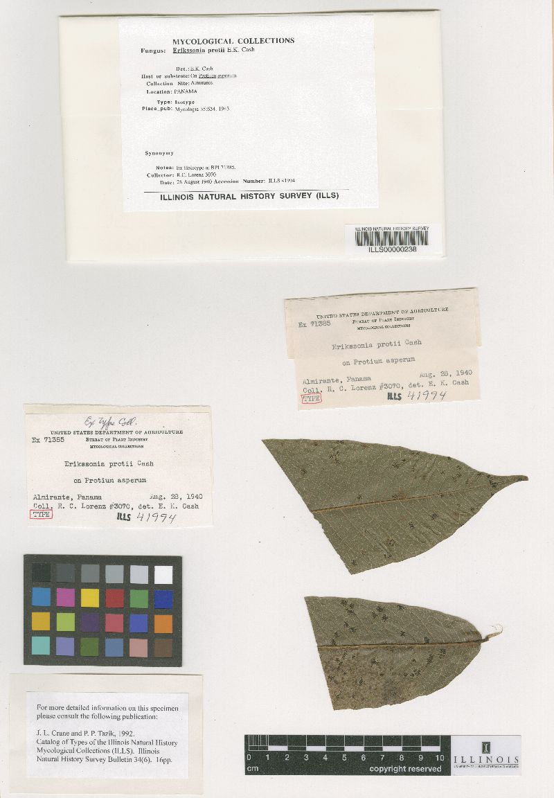 Erikssonia protii image
