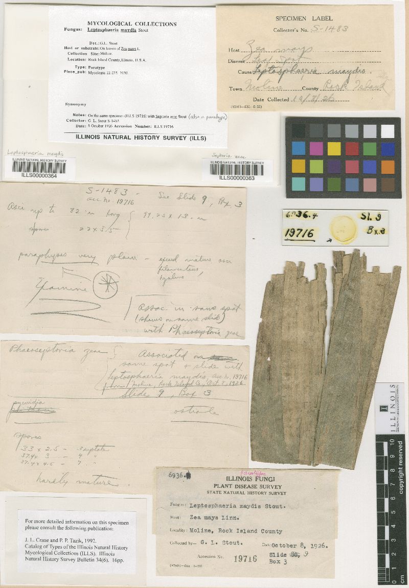 Leptosphaeria maydis image