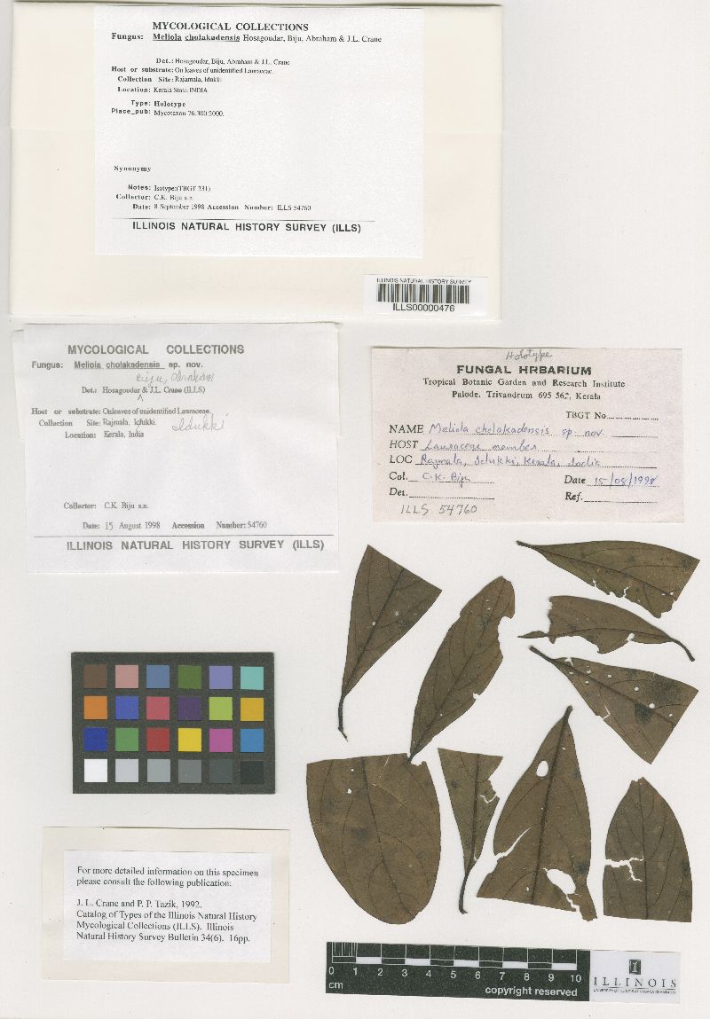Meliola cholakadensis image