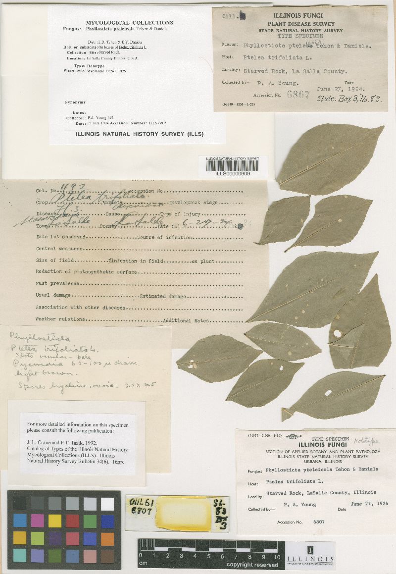 Phyllosticta pteleicola image