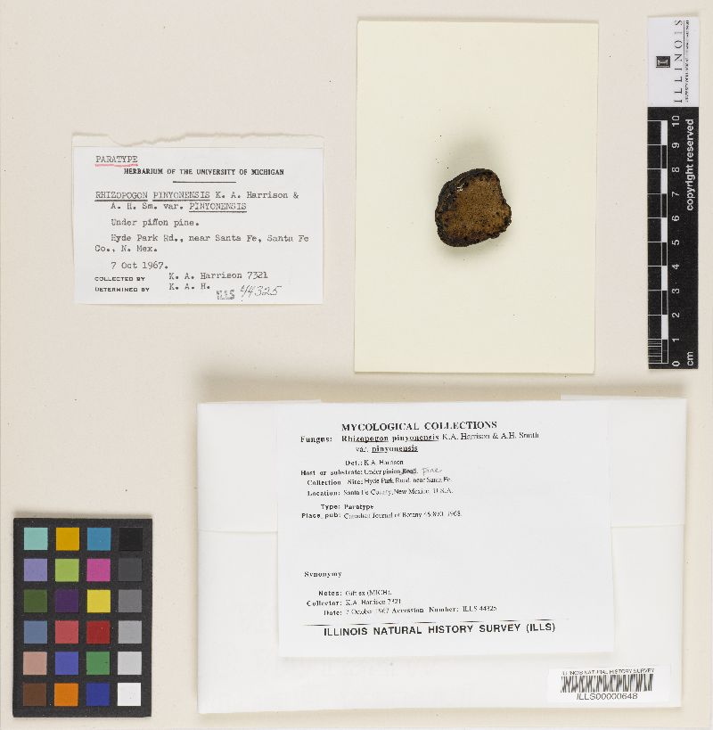 Rhizopogon pinyonensis var. pinyonensis image