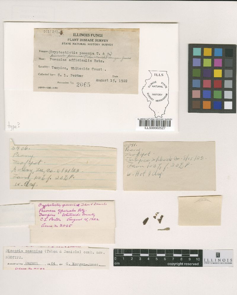 Cryptostictis paeoniae image