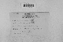 Taphrina deformans image