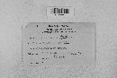 Taphrina deformans image