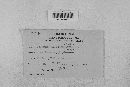 Taphrina deformans image