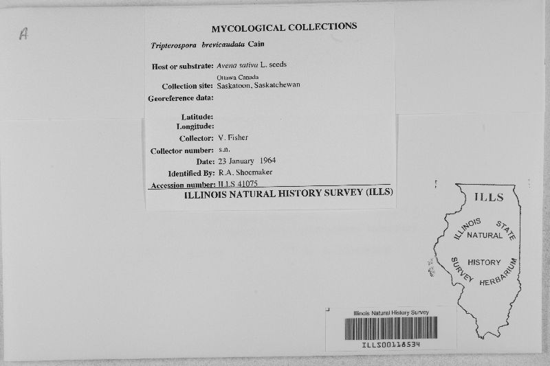 Tripterospora brevicaudata image