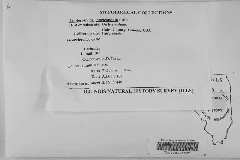 Tripterospora longicaudata image