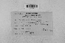 Erysiphe necator image
