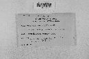 Erysiphe necator image