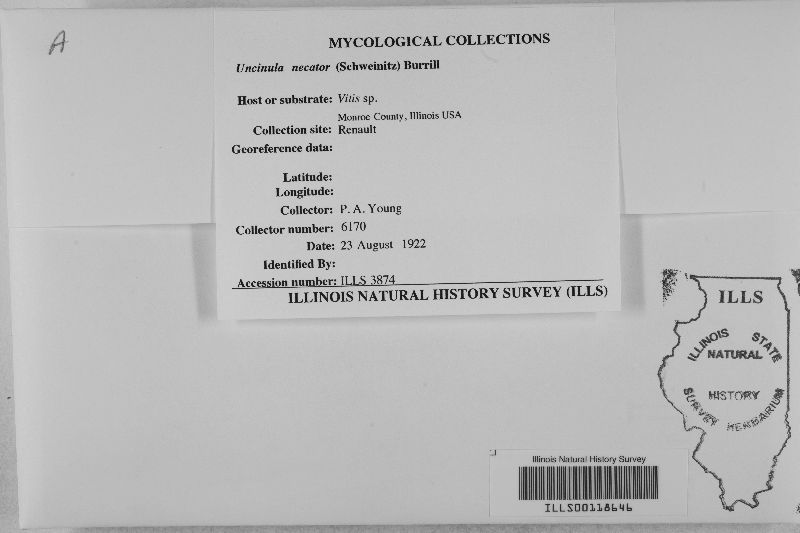 Erysiphe necator image