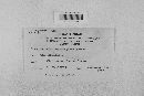 Erysiphe necator image