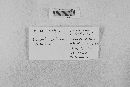 Urnula craterium image