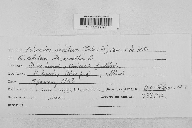 Valsaria insitiva image