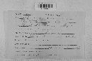 Venturia inaequalis image