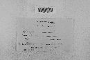 Venturia inaequalis image