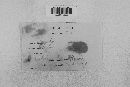Venturia inaequalis image