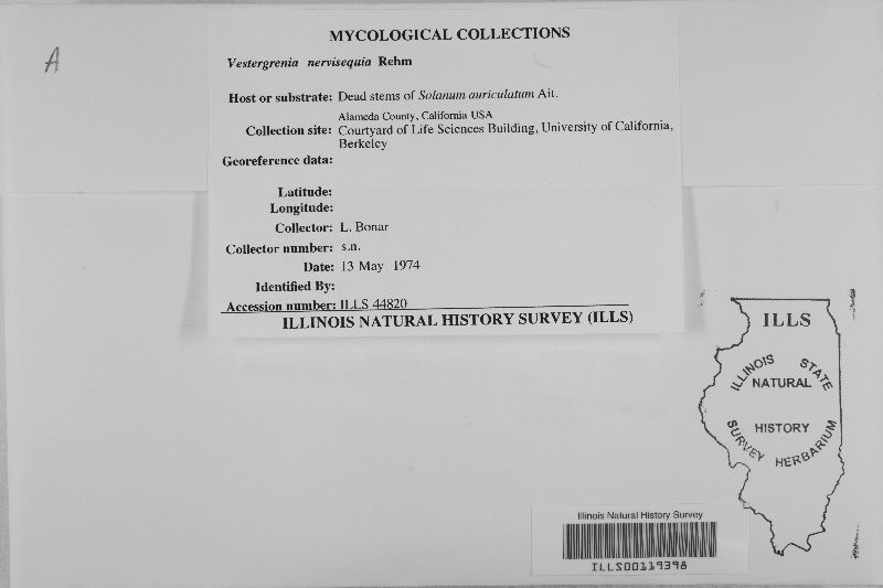 Vestergrenia nervisequia image
