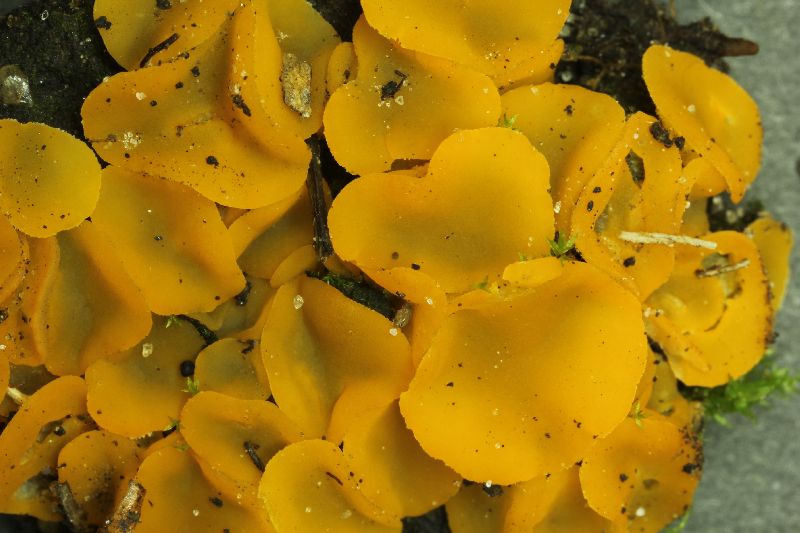 Aleuria cestrica image