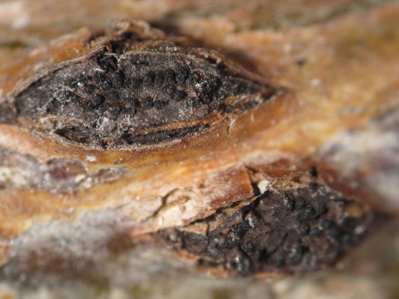 Anisogramma anomala image