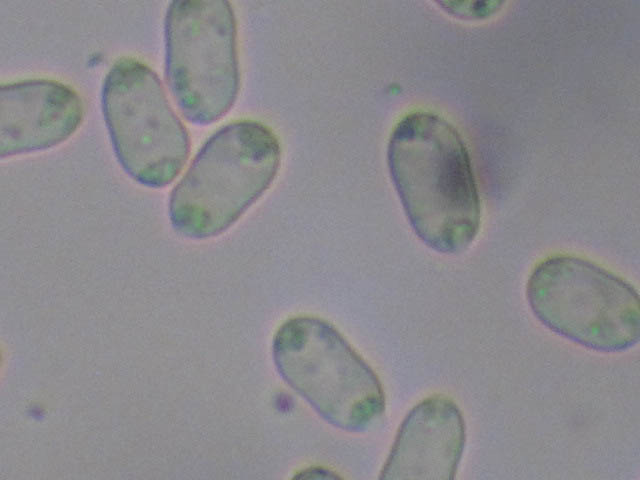 Anisogramma anomala image