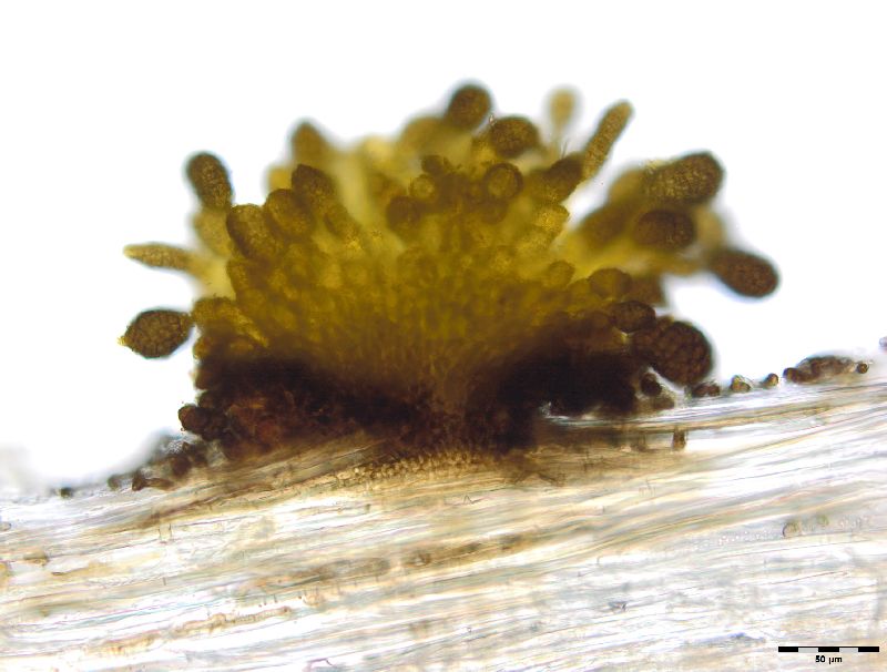 Berkleasmium conglobatum image