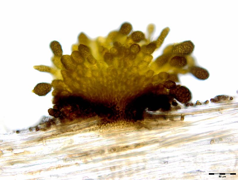 Berkleasmium conglobatum image