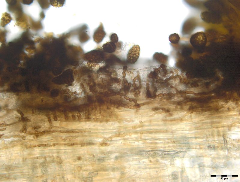 Berkleasmium conglobatum image
