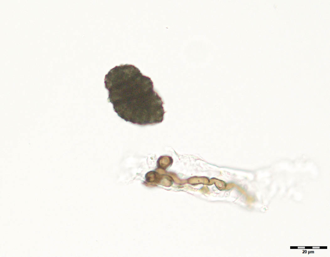 Sporormiaceae image