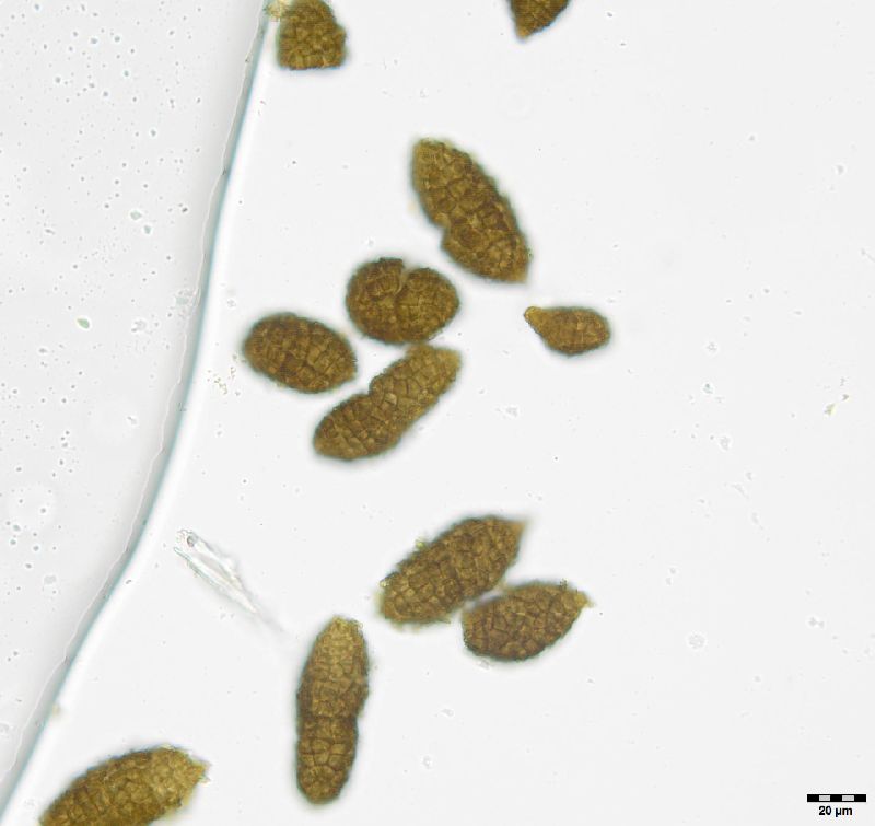 Berkleasmium conglobatum image