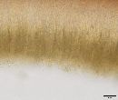 Chlorencoelia torta image