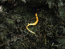 Cordyceps militaris image